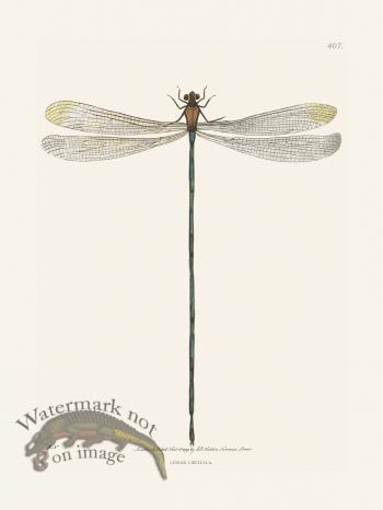 407 Linear Libellula